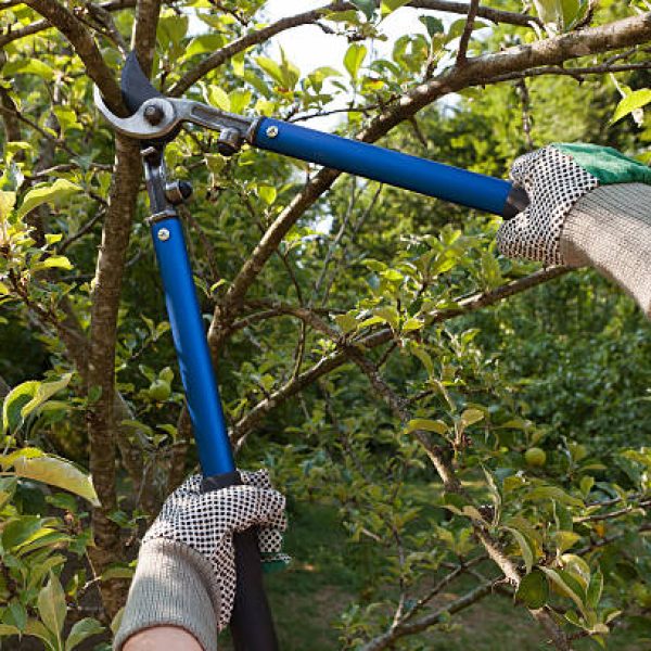 Farmer pruning an apple tree with pruning shears