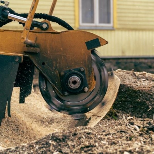 view-right-side-to-stump-grinder-which-turns-chip-maple-tree-stump-removal-tree-stump-using-stump-216193158-transformed